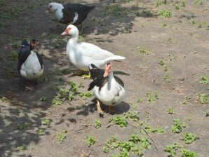 Zigeunerwagen in Weideblick mit Tieren