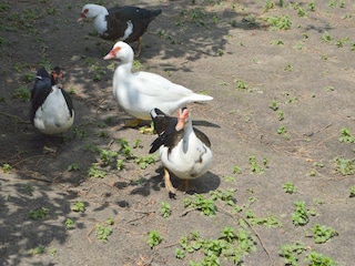 Ferienhaus Bergen op Zoom Außenaufnahme 2