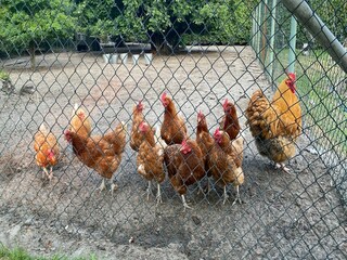 Vakantiehuis Bergen op Zoom  21
