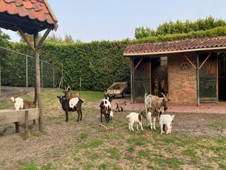 Maison de vacances Bergen op Zoom  18