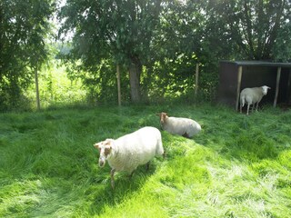 Vakantiehuis Aardenburg Omgeving 34