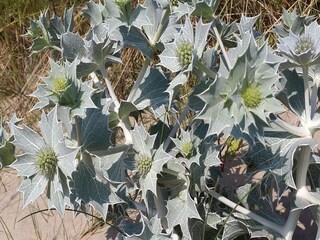 Vakantiehuis Noordwijk Omgeving 40
