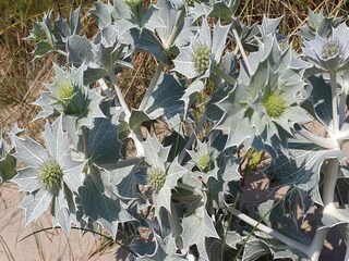 Ferienhaus Noordwijk Umgebung 26