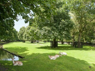 Maison de vacances Bergen aan Zee Environnement 36