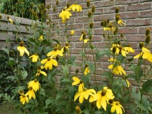 Ferienhaus in Bergen aan Zee mit Terrasse