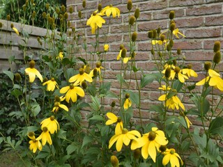 Vakantiehuis Bergen aan Zee Buitenaudio-opname 1