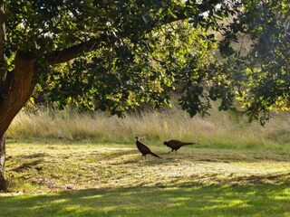 Vakantiehuisje Nes Omgeving 32