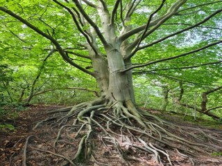 Casa de vacaciones Schoorl Entorno 28