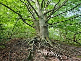 Maison de vacances Schoorl Environnement 30