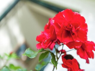 Ferienhaus Dishoek  31