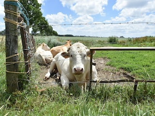 Holiday house Bruinisse  31