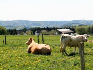 Happy cows in the spring