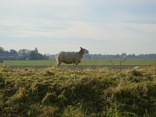 Vakantiehuis Dordrecht Omgeving 31
