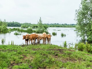 Ferienhaus Oisterwijk Umgebung 35