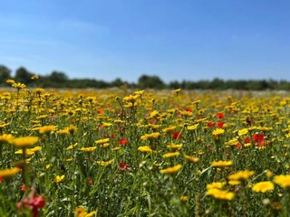 Casa de vacaciones Oisterwijk Entorno 34