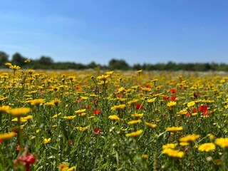 Ferienhaus Oisterwijk Umgebung 35