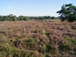 Fattoria Chaam Ambiente 27