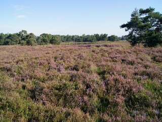 Fattoria Chaam Ambiente 25