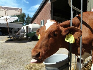 Type de propriété : Ferme Uden  36