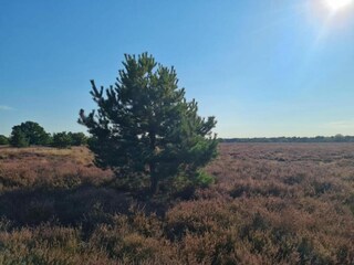 Maison de vacances Venhorst Environnement 26
