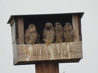 Vakantiehuisje Hamont-Achel  39
