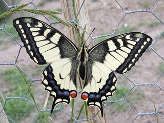 Type de propriété : Chalet Hamont-Achel  37