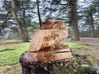 Type de propriété : Chalet Venhorst Environnement 29