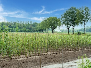 Type de propriété : Chalet Meerlo Environnement 40
