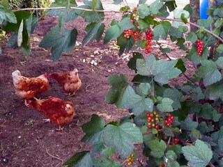 Vakantiehuis Heeze-Leende  38