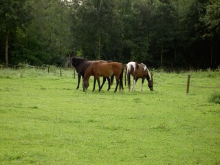 Apartment Vlodrop Environment 26