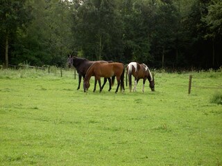 Appartement Vlodrop Omgeving 31
