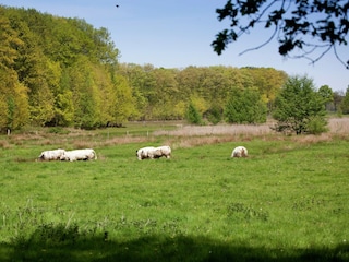 Bauernhof Ohe en Laak Umgebung 33