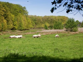 Type de propriété : Ferme Ohe en Laak Environnement 32