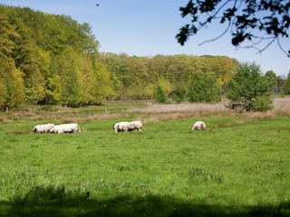 Type de propriété : Ferme Ohe en Laak Environnement 36
