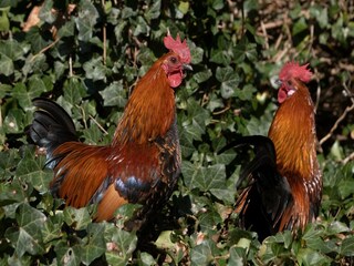 Apartment Eijsden  38