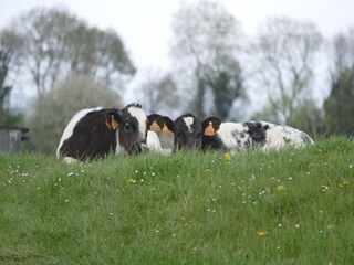 Apartment Eijsden Umgebung 21