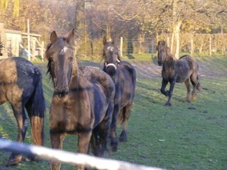 Casa per le vacanze Eijsden Ambiente 31
