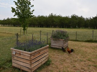 Holiday house Eijsden Outdoor Recording 4