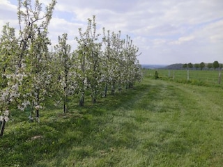 Apartment Eijsden Umgebung 27