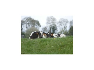 Appartement Eijsden Environnement 30