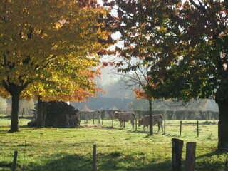 Ferienhaus Mechelen Außenaufnahme 9