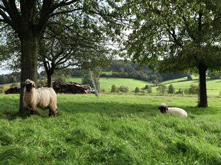 Ferienhaus Mechelen Umgebung 34
