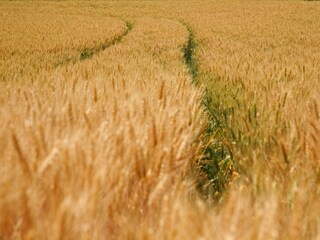 Type de propriété : Ferme Gulpen Environnement 26
