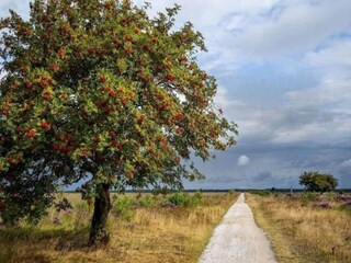 Vakantiehuis Odoornerveen Omgeving 32