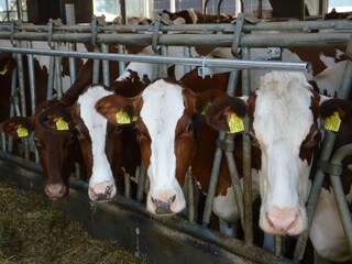 Type de propriété : Ferme Eibergen Environnement 33