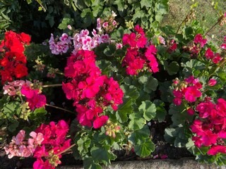 Fattoria Eibergen Registrazione all'aperto 9