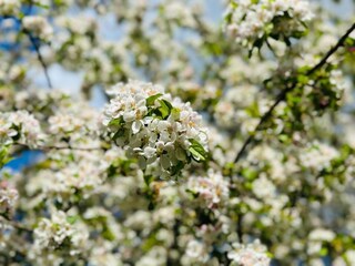 Type de propriété : Ferme Geesteren Environnement 27