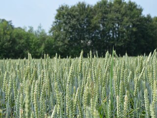 Bauernhof Geesteren Umgebung 31