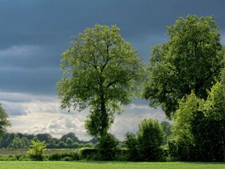 Type de propriété : Ferme Geesteren Environnement 18