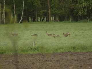 Casa de campo Geesteren Entorno 29